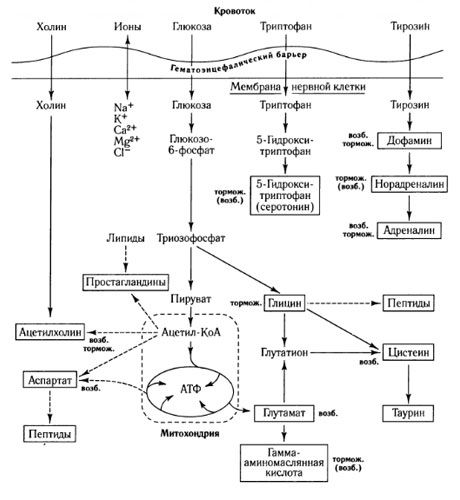 Způsoby výměny mediátorů a role hematoencefalické bariéry v metabolismu (na: Shepherd, 1987)