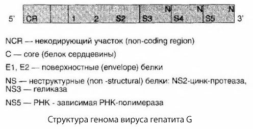 Virus hepatitidy G (HGV)