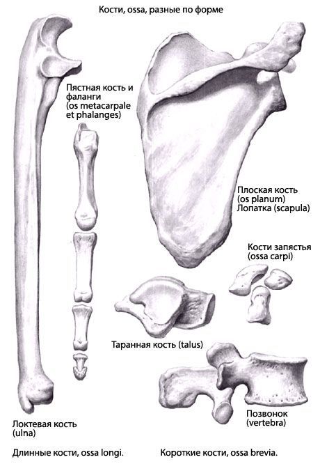 Typy kostí