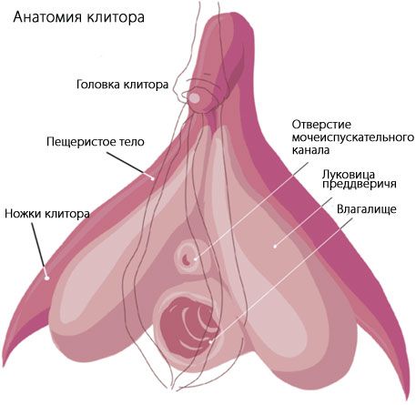 Anatomie klitorisu
