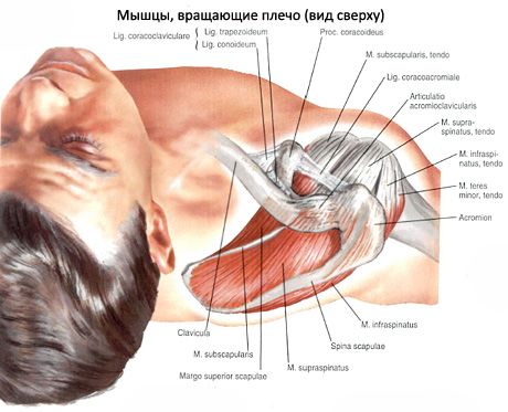 Svalové a subakutní svaly