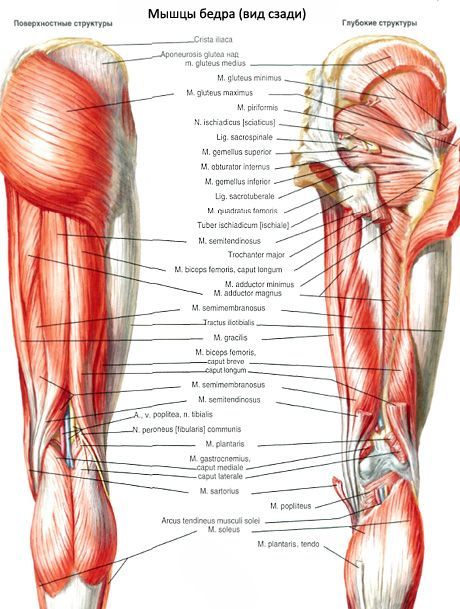 Náměstí stehenního svalu 