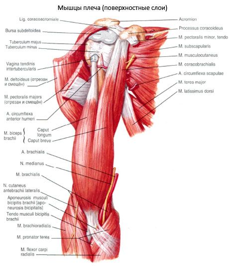 Rameno bicepsu (ramenní biceps)