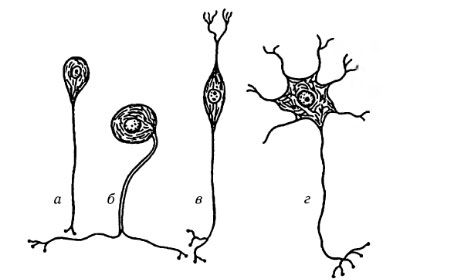 Typy nervových buněk
