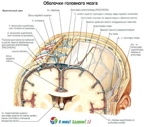 Kolem mozku