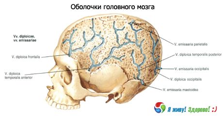 Kolem mozku