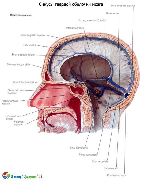 Sinusy (dutiny) pevné membrány mozku