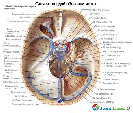 Sinusy (dutiny) pevné membrány mozku