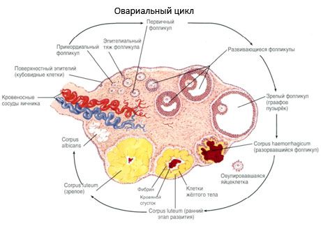 Ovogenesis.  Menstruační cyklus