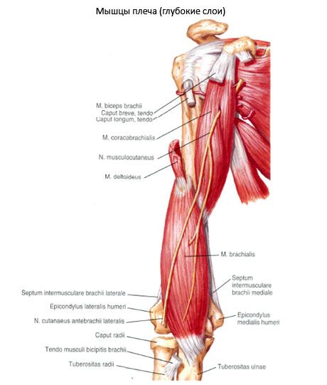 Rameno svalů