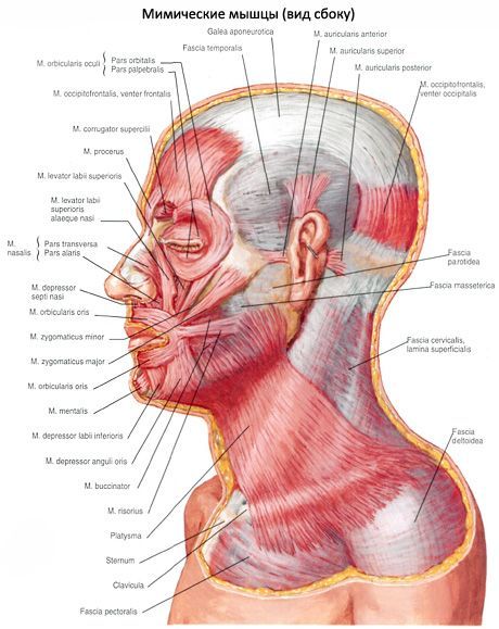 Subkutánní sval krku (platysma)