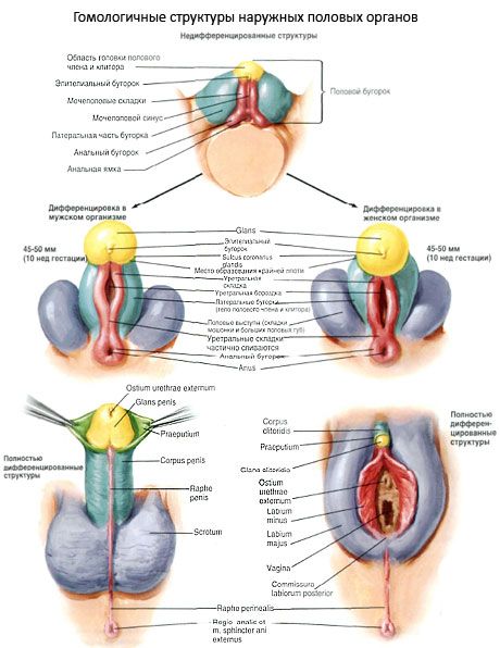 Homologní struktury vnějších pohlavních orgánů
