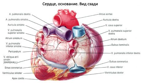 Srdce
