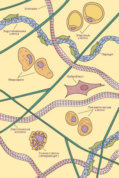 Spojovací tkáň.  Typy buněk a vláken volné pojivové tkáně