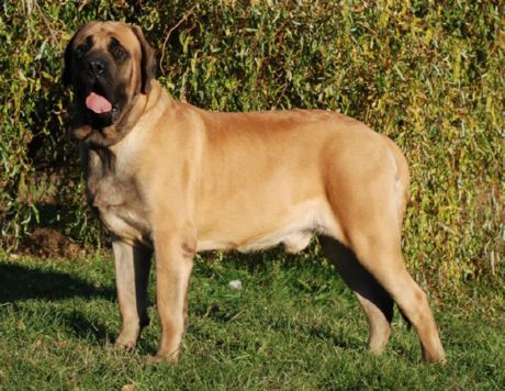 Starý anglický mastiff