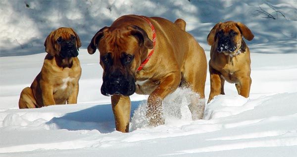 Jihoafrický mastiff nebo Boerboel