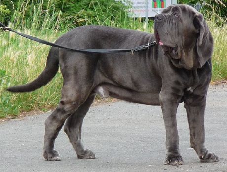 Neapolský mastiff