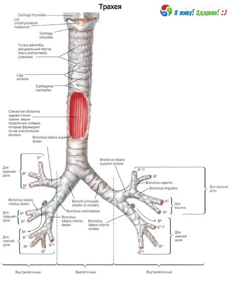 Trachea.  Struktura průdušnice