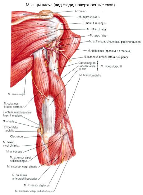 Ulnární sval