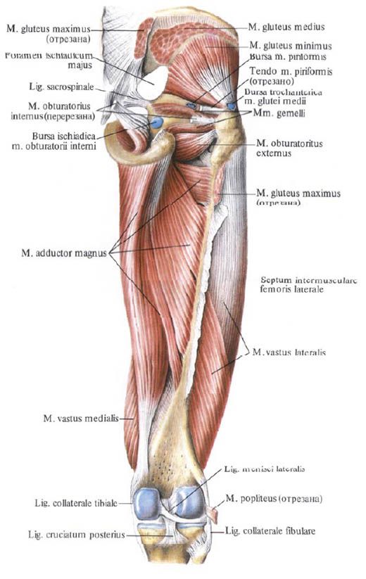 Gluteus svaly (malý gluteus sval)
