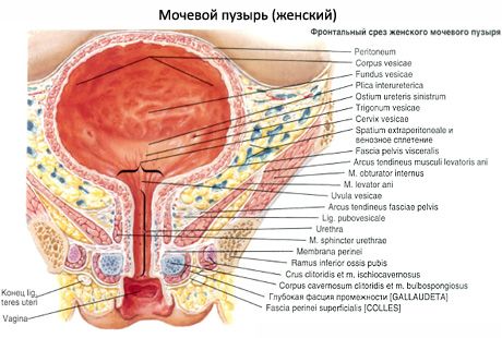 Ženská urethra, ženská urethra